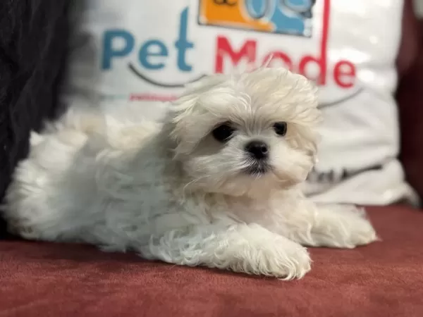 Nadir Olan Tea Cup Kore Kan Maltese Yavrular