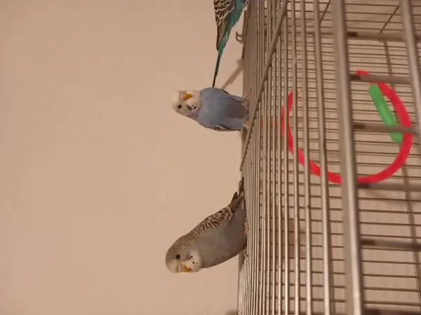 2 Adet Yeni Yeme Düşen Muhabbet Kuşu