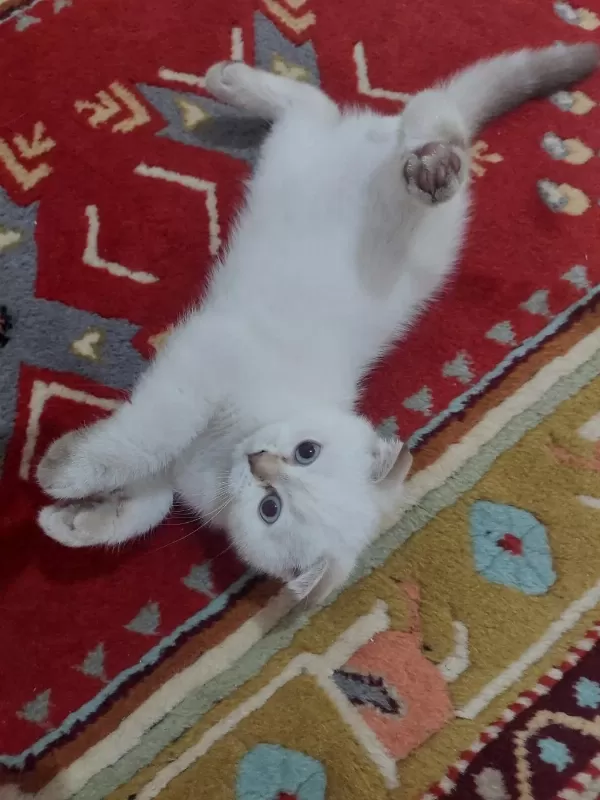 Tek Erkek Yavru Scottish Fold
