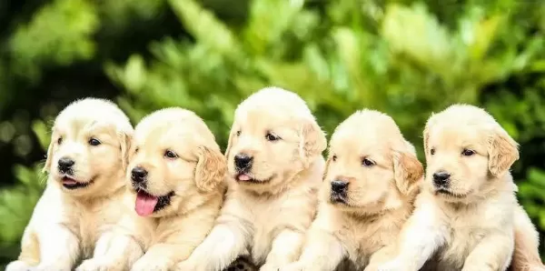 Ev Ve Bahçeniz İçin Golden Kapıda Ödeme Mevcuttur