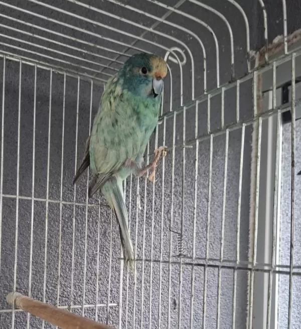 Erkek Kakariki Papağanı
