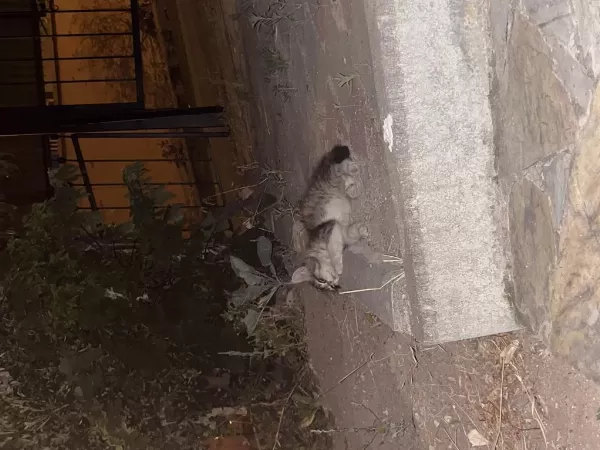 Annesiz İki Tane Yavru Kedi