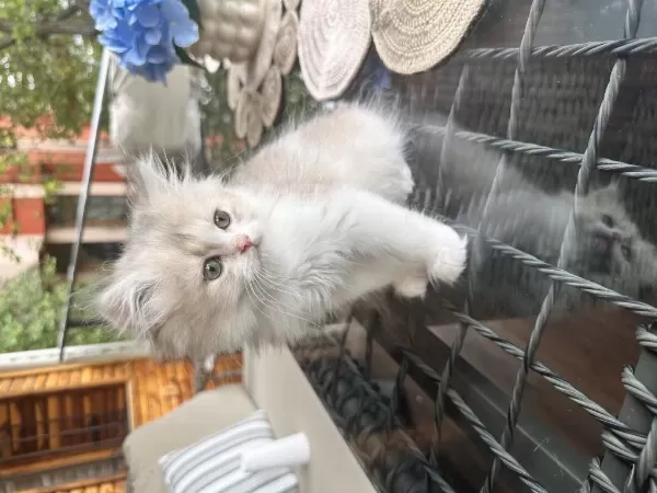 Golden Bicolor Kedimiz