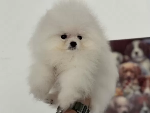 Ankaranın En Güzel Ayı Surat Pomeranian Yavruları