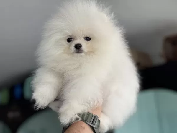 Ankaranın En Güzel Ayı Surat Pomeranian Yavruları