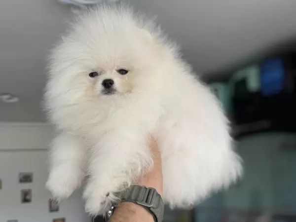 Ankaranın En Güzel Ayı Surat Pomeranian Yavruları
