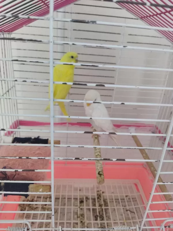 İki Kardeş İkisi De Satılık Kız Ve Erkek Muhabbet Kuşu