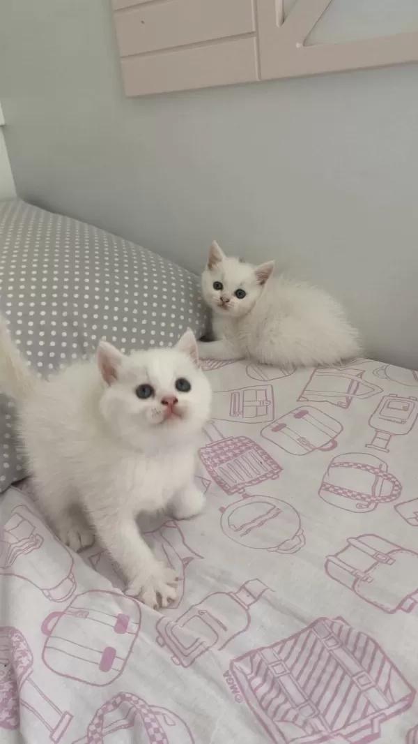 Bal Kardeş Kediler Sahiplerini Arıyorlar
