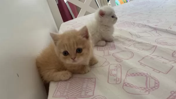 Bal Kardeş Kediler Sahiplerini Arıyorlar