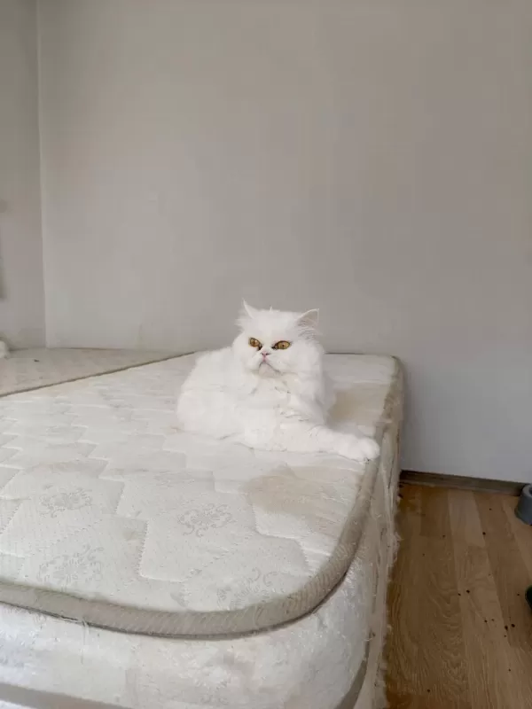 Ücretsiz Verilecek Kedimiz