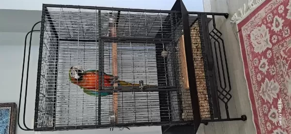 El Besleme 11 Aylık İnsan Canlısı Macaw
