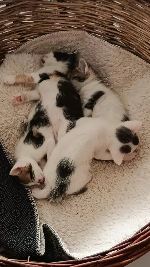 Sağlıklı Yavru Kediler