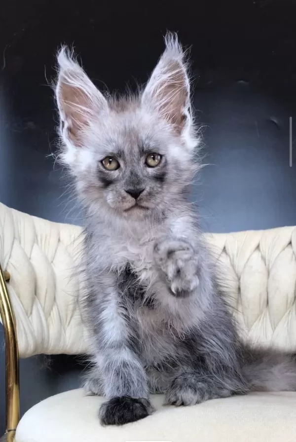 Maine Coon Wcf Erkek Black Smoke