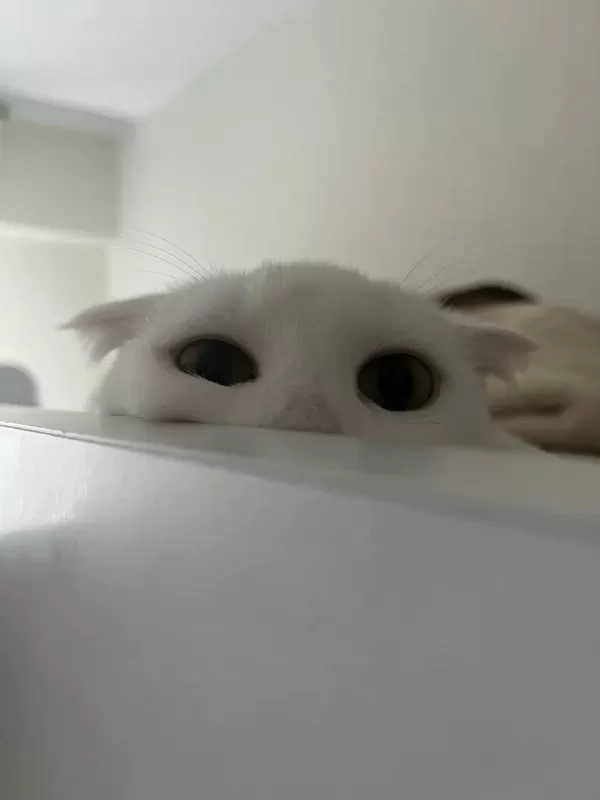 Şımarık Nazlıcan Scottish Fold