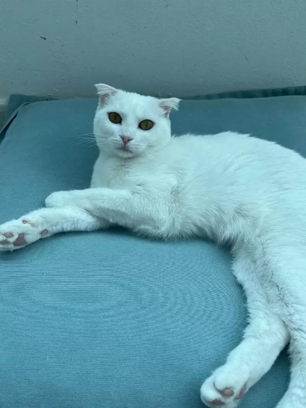 Şımarık Nazlıcan Scottish Fold