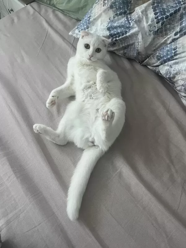 Şımarık Nazlıcan Scottish Fold
