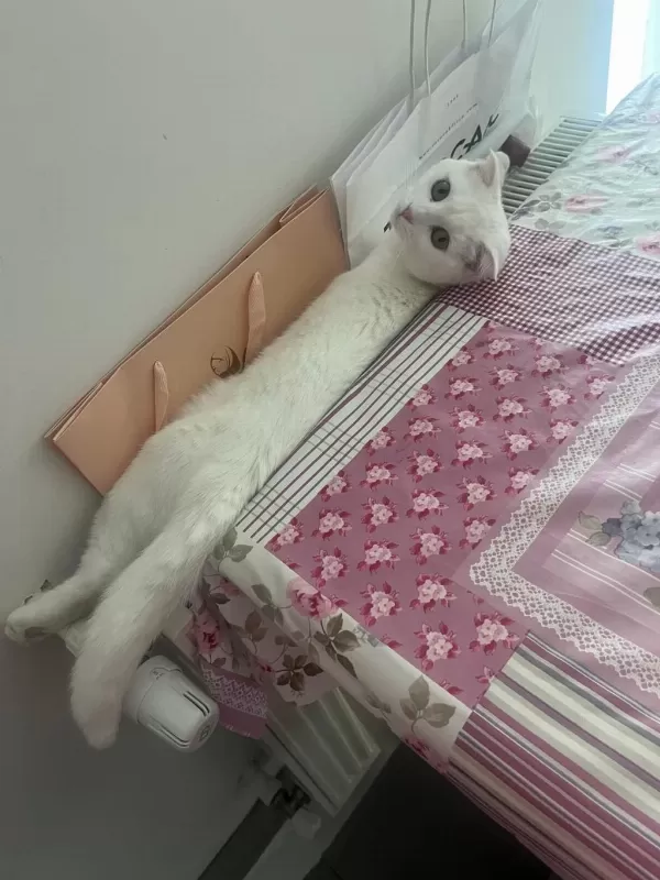 Şımarık Nazlıcan Scottish Fold