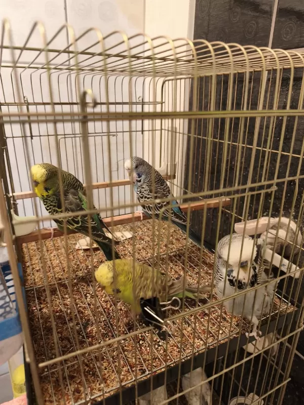 Jumbo Muhabbet Kuşu Bebişler