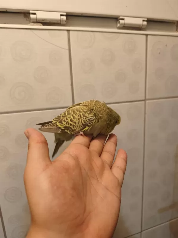 Jumbo Muhabbet Kuşu Bebişler