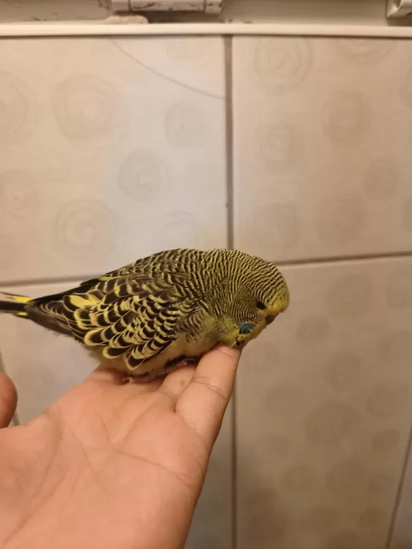 Jumbo Muhabbet Kuşu Bebişler