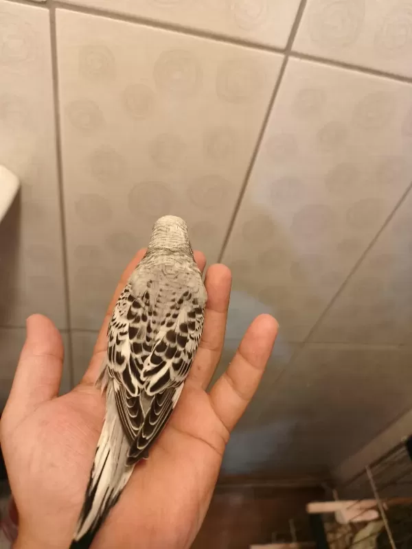 Jumbo Muhabbet Kuşu Bebişler