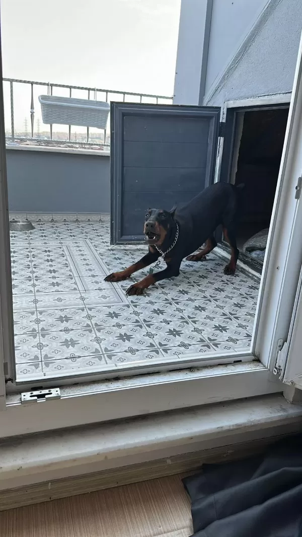 Dişi Doberman 9 Aylık