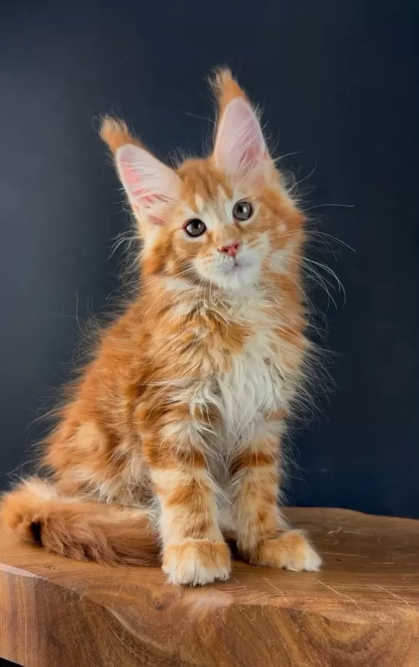 Üst Kaliteli Maine Coon Wcf Kayıtlı