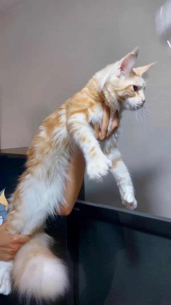 Üst Kaliteli Maine Coon Erkek Polydactyl Silver Red