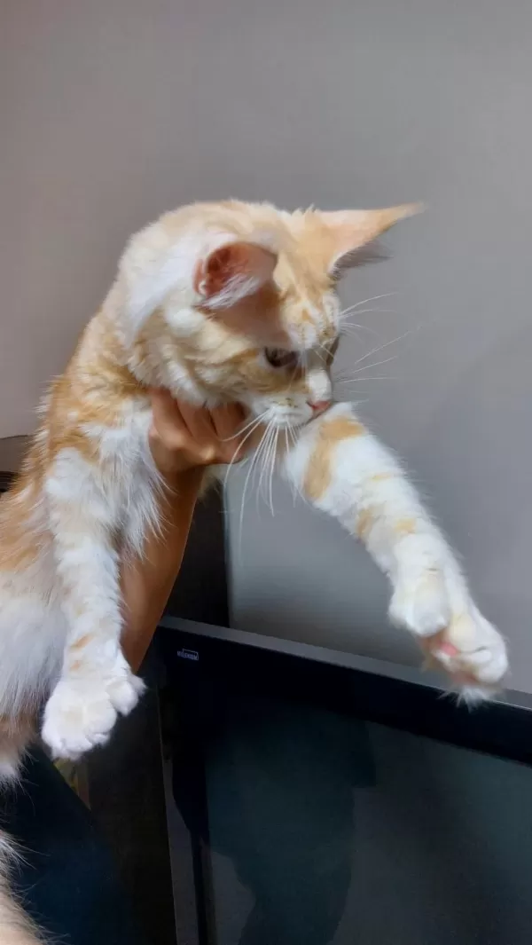 Üst Kaliteli Maine Coon Erkek Polydactyl Silver Red
