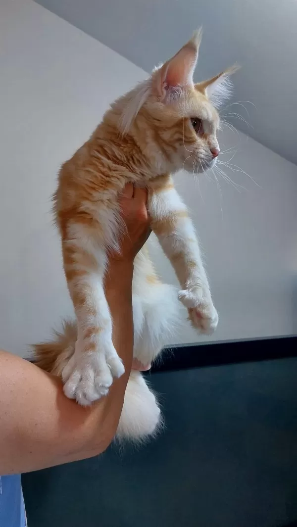 Üst Kaliteli Maine Coon Erkek Polydactyl Silver Red