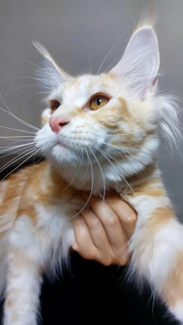 Üst Kaliteli Maine Coon Erkek Polydactyl Silver Red