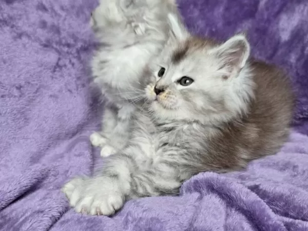 Xxxl Maine Coon Erkek Wcf Kayıtlı