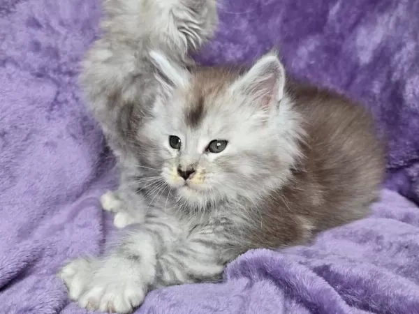 Xxxl Maine Coon Erkek Wcf Kayıtlı