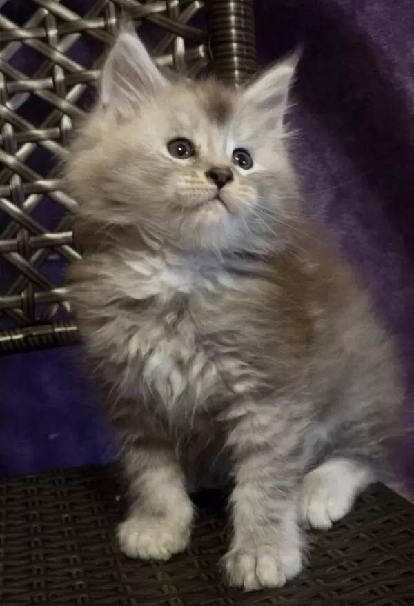 Şecereli Maine Coon Erkek Ns24