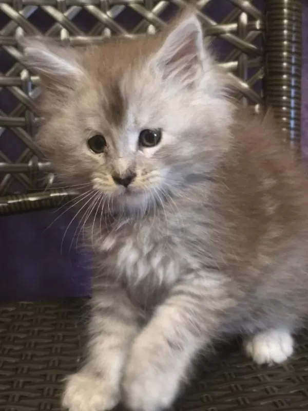 Şecereli Maine Coon Erkek Ns24