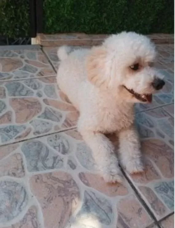 9 Aylık Maltipoo Oyuncu Yavrum Yeni Yuvasını Arıyor