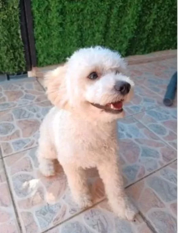 9 Aylık Maltipoo Oyuncu Yavrum Yeni Yuvasını Arıyor