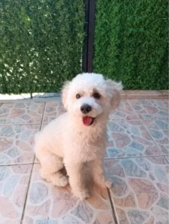 9 Aylık Maltipoo Oyuncu Yavrum Yeni Yuvasını Arıyor