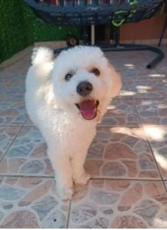 9 Aylık Maltipoo Oyuncu Yavrum Yeni Yuvasını Arıyor
