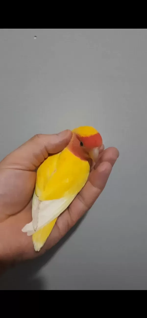 Dişi Sevda Papağanı Kızgın