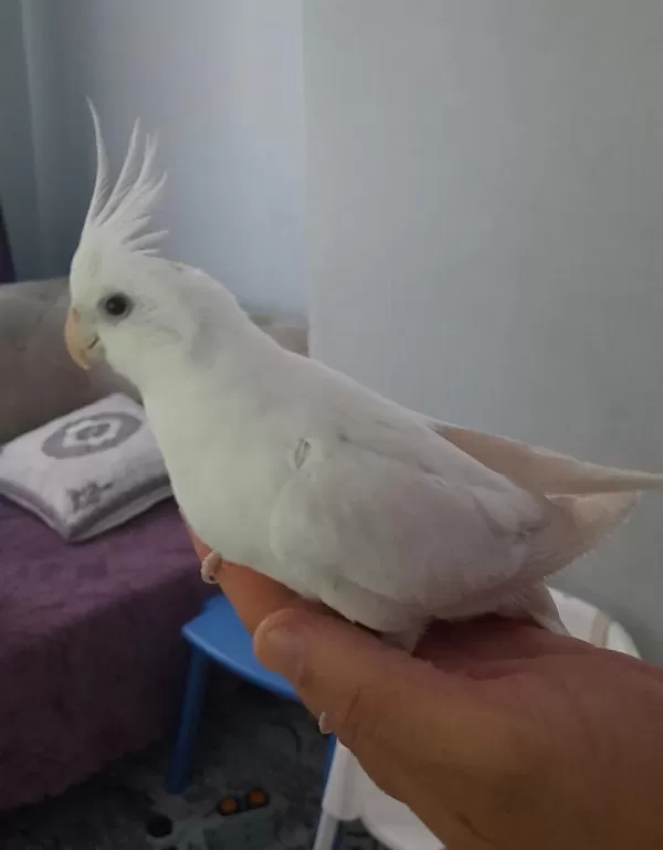 Eşe Hazır Erkek Sultan Papağanı Albino