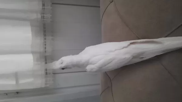 Eşe Hazır Erkek Sultan Papağanı Albino