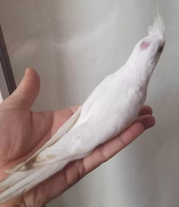 Eşe Hazır Erkek Sultan Papağanı Albino