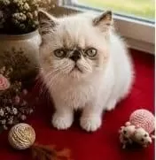 Safkan Exotic Shorthair Bebekler Yuvalarını Arıyor