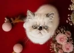 Safkan Exotic Shorthair Bebekler Yuvalarını Arıyor