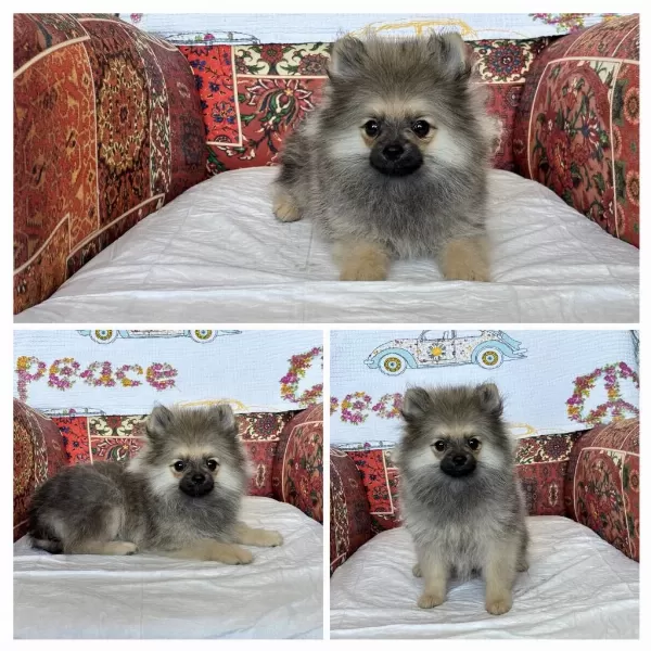 Pomeranian Köpeğimiz