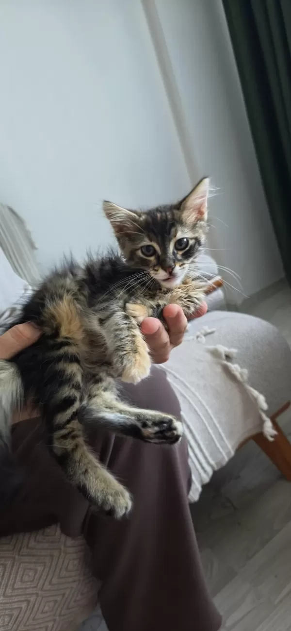 Sicak Kanli Arkadaş Canlisi Tekir