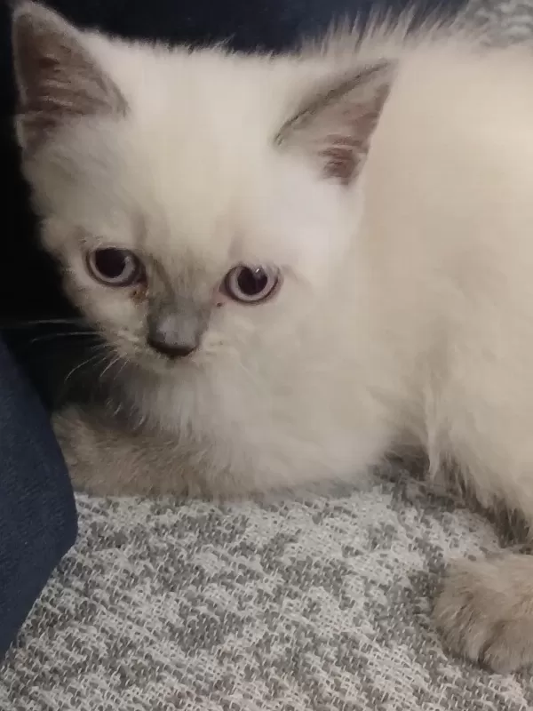 British Shorthair Yavrular Yeni Yuva Arıyor