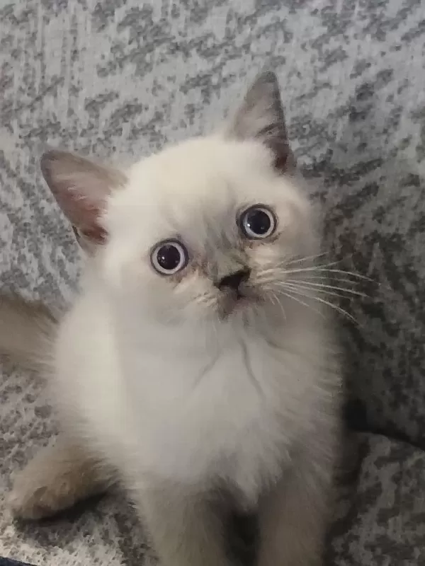 British Shorthair Yavrular Yeni Yuva Arıyor