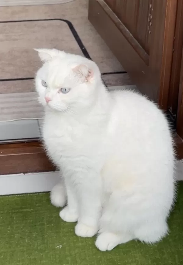 Ücretsiz Scottish Fold Acil Yavrular Yuva Aranıyor